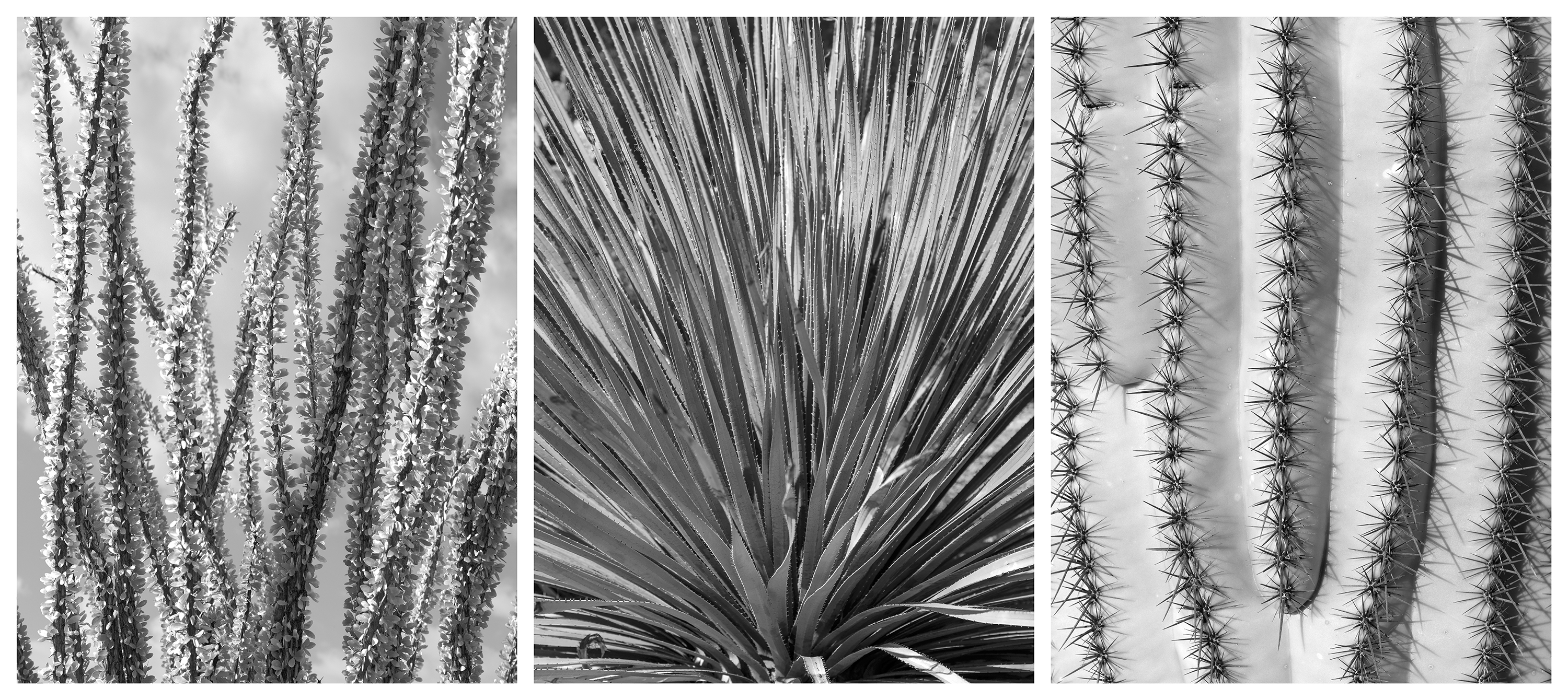 Joachim Bliemeister – Desert plants
