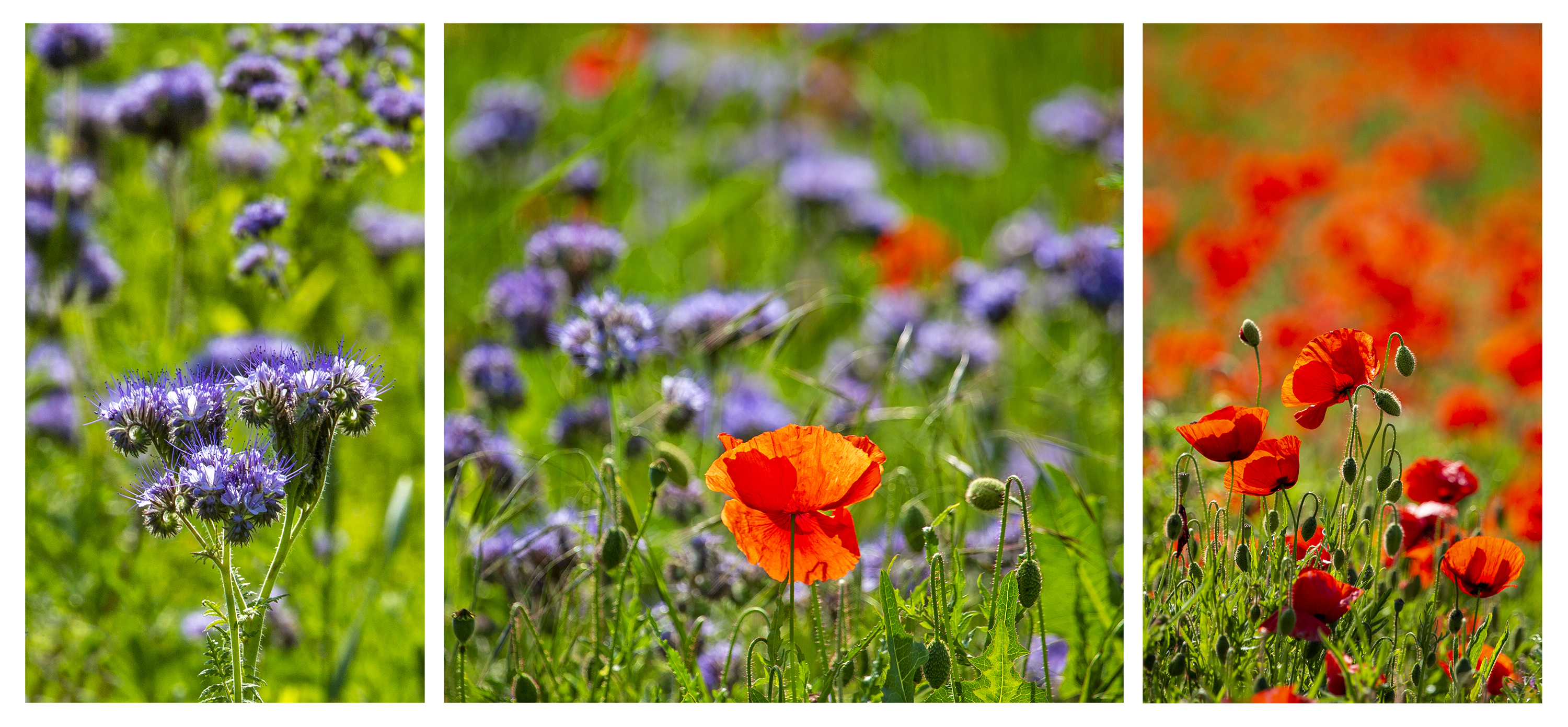 Volker Frenzel – Blumenwiese