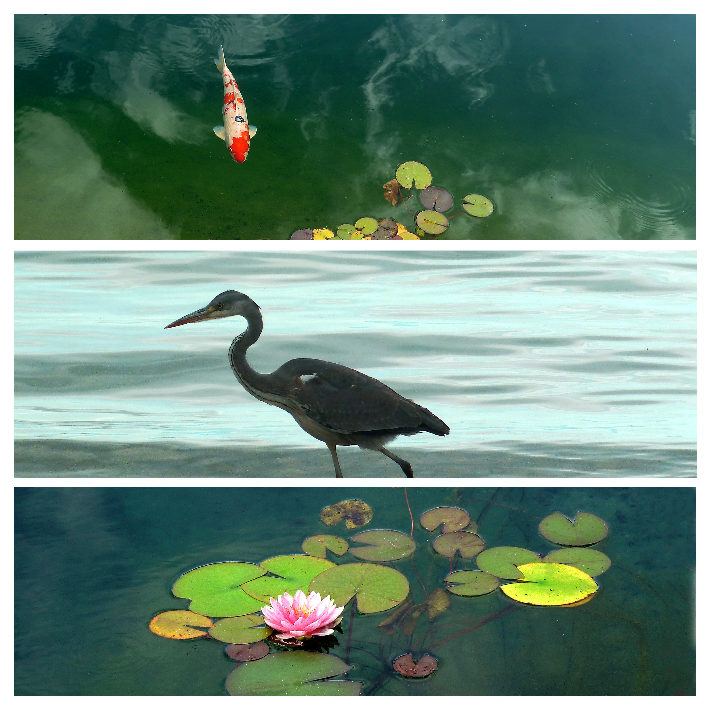 Gisela Krause – Haiku-Koi