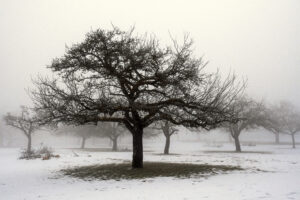 Apfelbäume im Winternebel – Claus Liewerkus