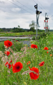 Mohnblumen – Ute Krämer
