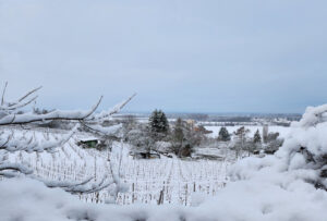 Weinberg – Ute Krämer Weinberg – Ute Krämer