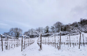 Weinreben im Winter – Ute Krämer
