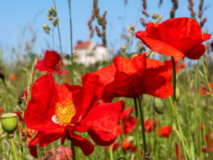 Mohn und die Waldburg – Claus Liewerkus