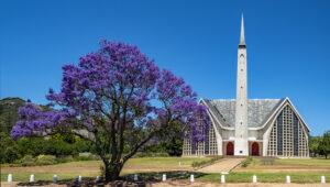 Jacaranda – Volker Frenzel