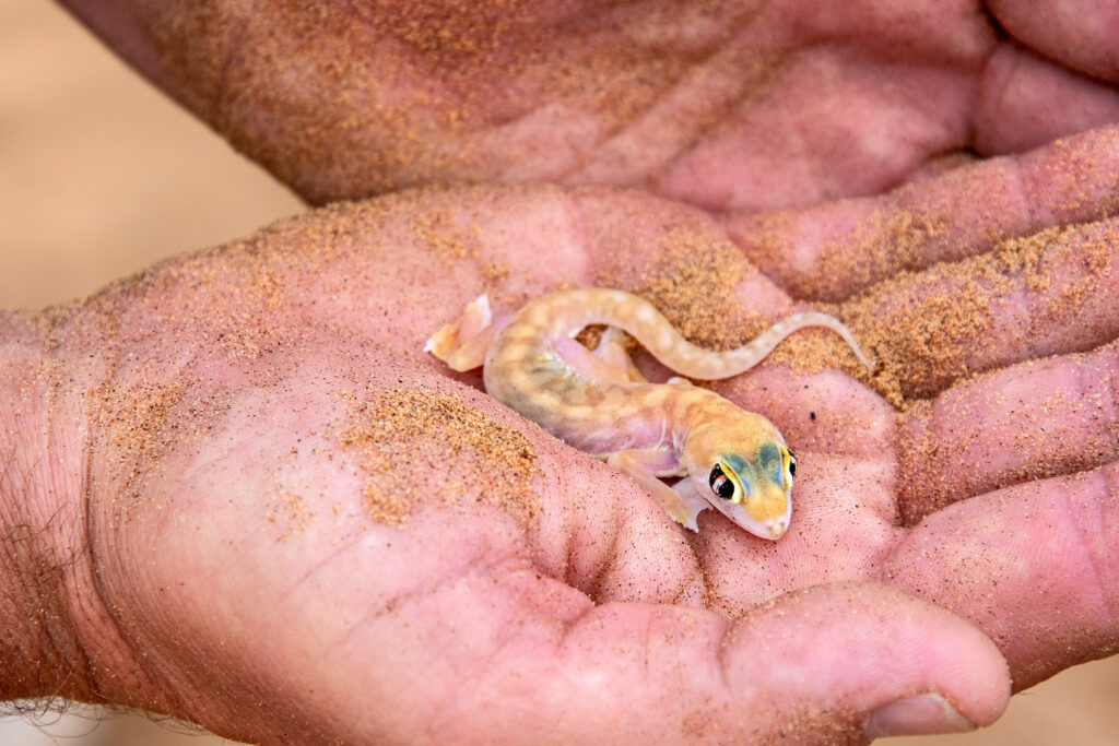Palmato Gecko – Claus Liewerkus