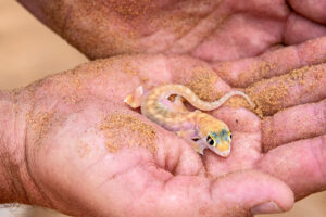 Palmato Gecko – Claus Liewerkus
