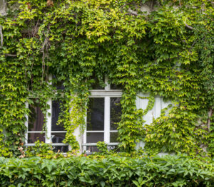 Grüne Wand – Karl Röser