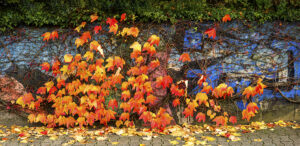 Herbstwand – Karl Röser