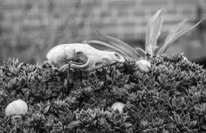 Memento Mori – Karl Röser