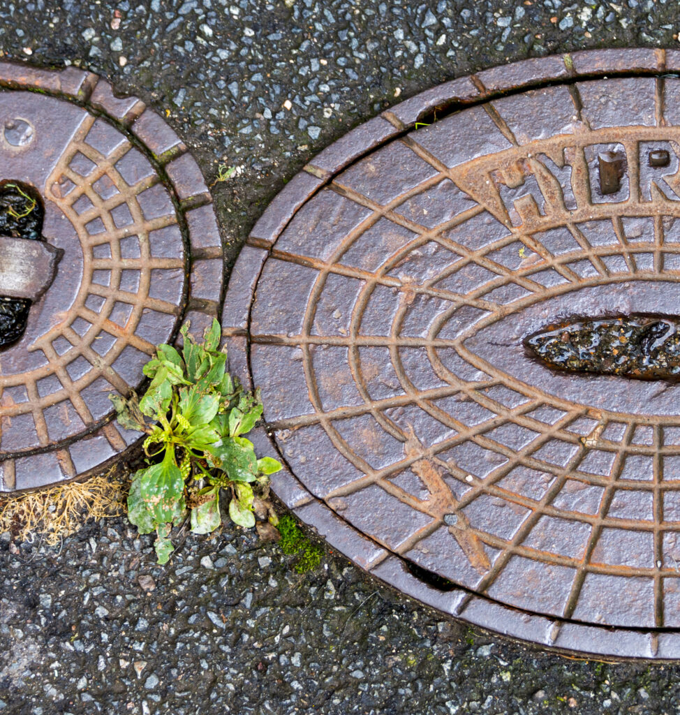 Zartes Pflänzchen – Karl Röser