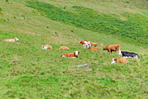 Kuhweide – Klaus Schmidt Kuhweide – Klaus Schmidt