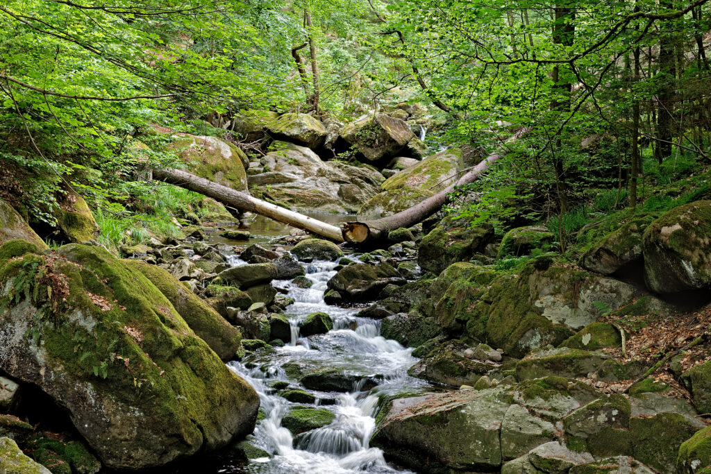 Harz – Klaus Schmidt