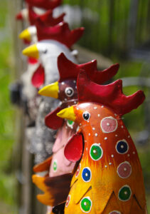 Hühner – Andrea Marx Hühner – Andrea Marx