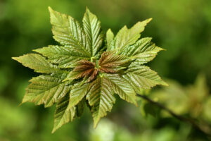 Junges Grün – Andrea Marx Junges Grün – Andrea Marx