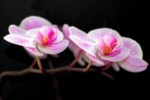 Orchideen – Andrea Marx Orchideen – Andrea Marx