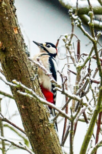 Buntspecht – Winfried Toussaint Buntspecht – Winfried Toussaint