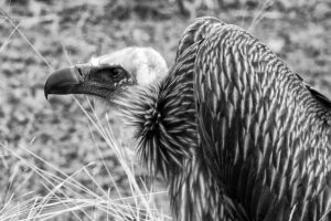 Geier – Winfried Toussaint