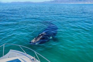 Glattwalbesuch – Winfried Toussaint