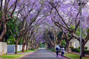 Jacarandablüte Johannesburg – Winfried Toussaint