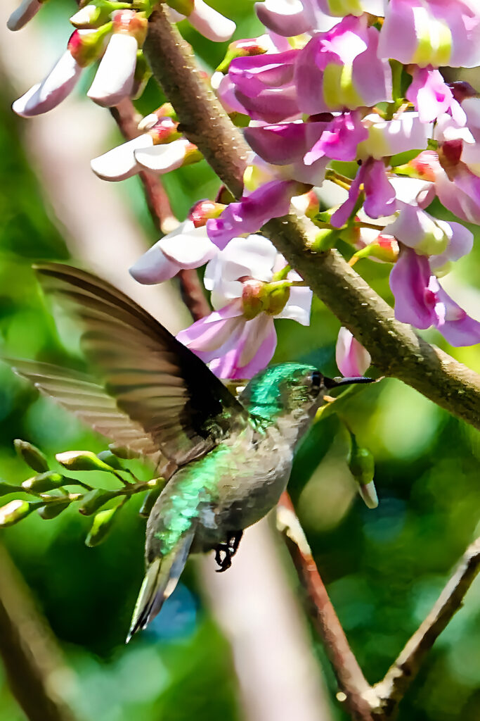 Kolibri – Winfried Toussaint