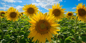 Sonnenblumen – Winfried Toussaint