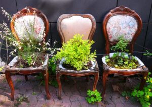 Bepflanzte Stühle – Gisela Krause Bepflanzte Stühle – Gisela Krause