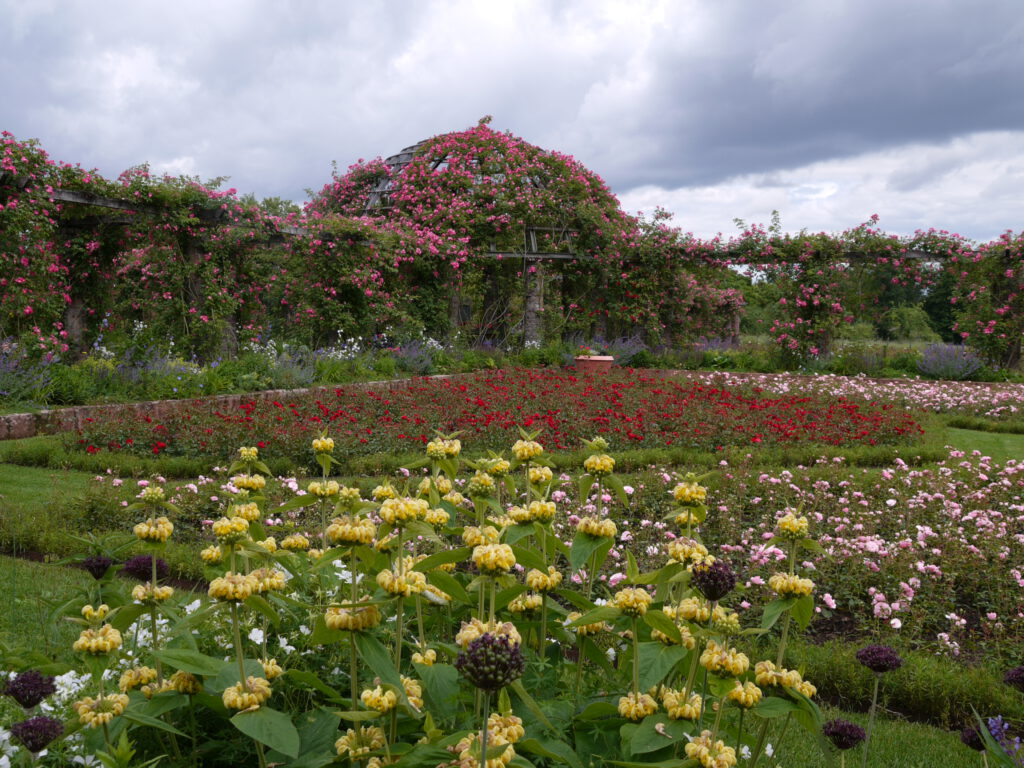 Rosenhöhe – Gisela Krause