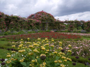 Rosenhöhe – Gisela Krause