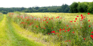 Roter Mohn – Gisela Krause