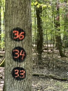 35? – Andrea Marx
