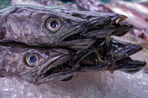 Fische auf Eis – Holger Rothermel